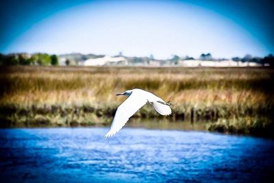 Seagull flying in the sky