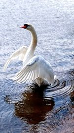 Close-up of swan swimming on lake