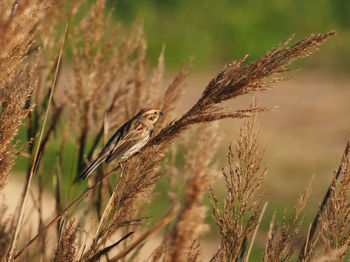 Close-up of a bird perching on plant