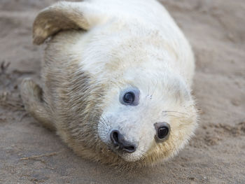 Close-up of dog lying on sand