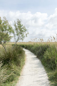 Walkway amidst plants on field against sky