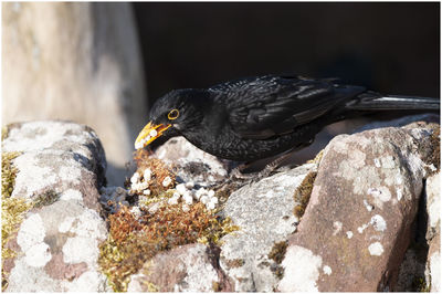 Close-up of bird perching on rock