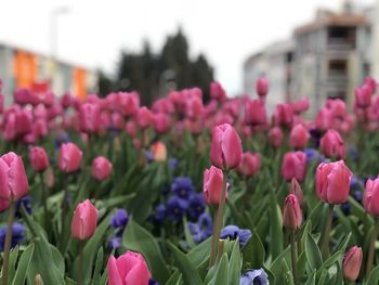 Close-up of pink tulips in bloom