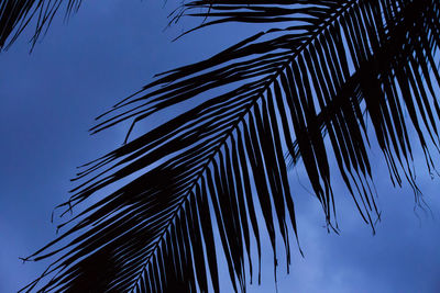 Low angle view of palm leaves against sky