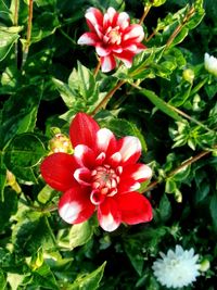 Close-up of pink flowers