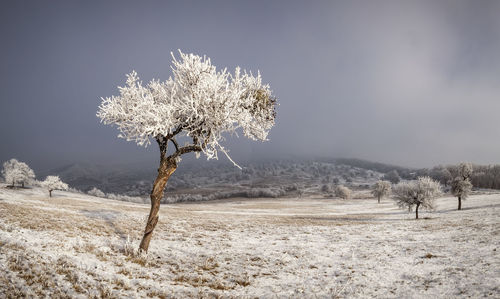 Bare tree on snow covered land against sky