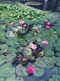 Close-up of lotus water lily in pond