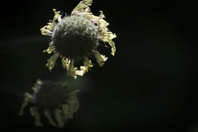 Close-up of flower blooming against black background