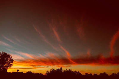 Silhouette of trees at sunset