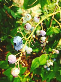 Close-up of white flowers