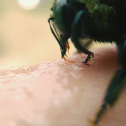 Macro shot of insect