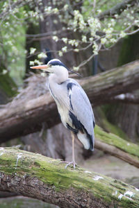 Full length of gray heron perching on branch