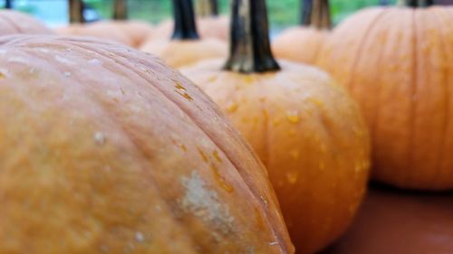 Close-up of pumpkin for sale in market