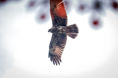 Low angle view of eagle flying against clear sky