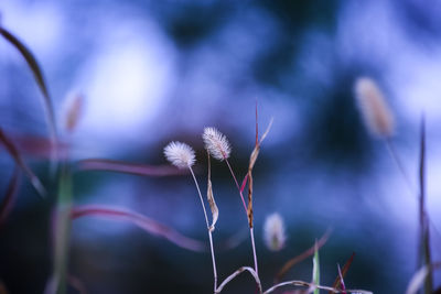 Close-up of thistle