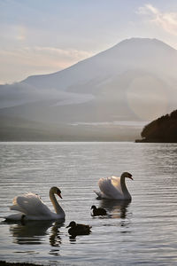 wildlife