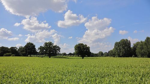 Scenic view of agricultural field against sky