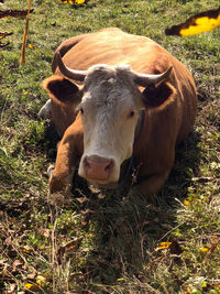 Portrait of cow on field