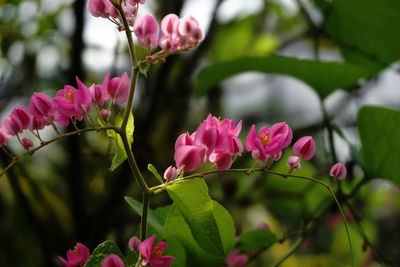 Close-up of pink flowers blooming outdoors
