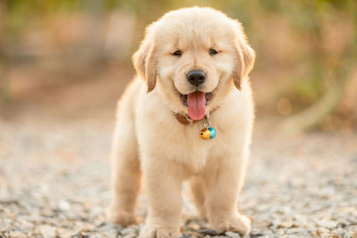 Close-up portrait of dog