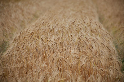 Close-up of crops growing on field