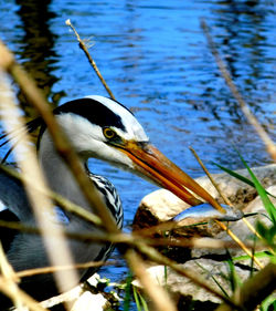 Close-up of bird in lake