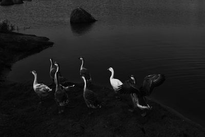 High angle view of swans swimming in lake