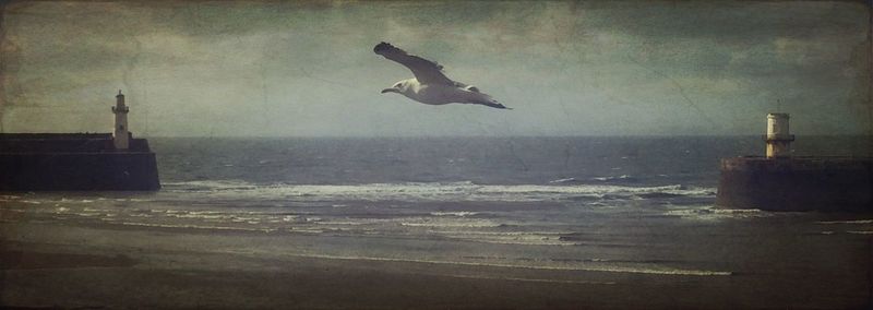 Seagull flying over sea against sky