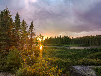 Scenic view of forest against sky during sunset