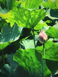 Close-up of lotus blooming outdoors