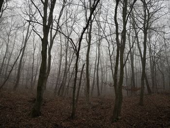 Bare trees in forest during foggy weather