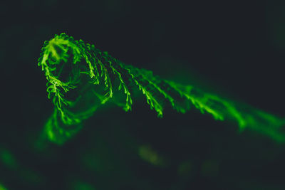 Close-up of fresh green leaves against black background