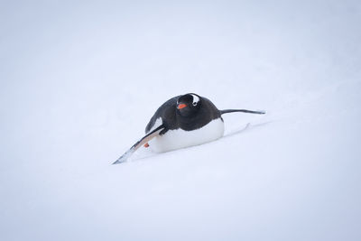 Gentoo penguin body surfs down snowy hillside