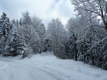 Snow covered trees against sky