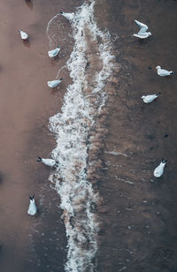 High angle view of birds on land