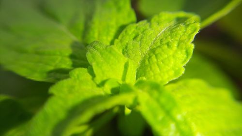 Close-up of green leaves