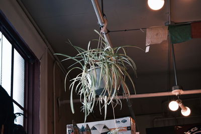 Low angle view of illuminated lamp hanging on ceiling