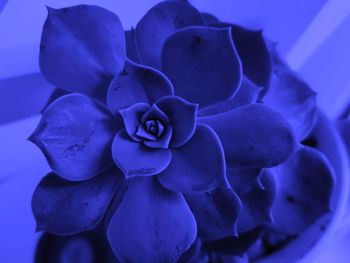 Close-up of purple flowering plant