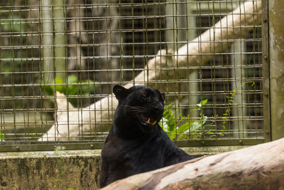 Black cat in cage