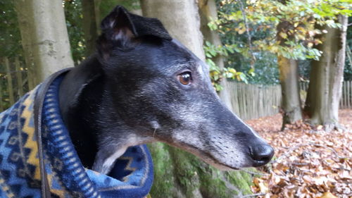 Close-up portrait of dog