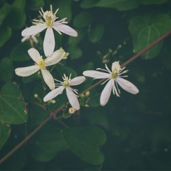 Close-up of flowers blooming outdoors