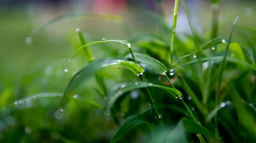 Close-up of wet plant during rainy season