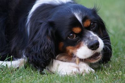 Portrait of dog on grassy field