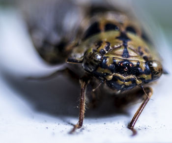 Close-up of spider