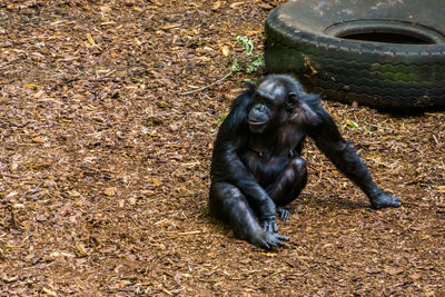 High angle view of a monkey