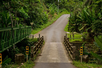 Road along trees