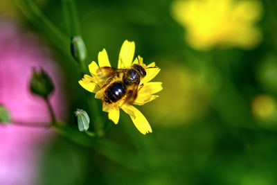 Close-up of bee pollinating on yellow flower
