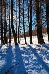 Trees on snow covered landscape