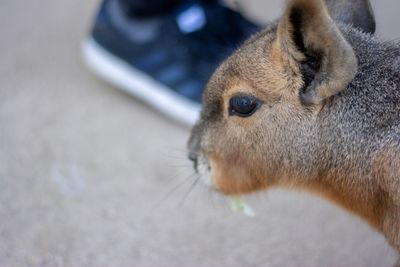 Close-up of squirrel