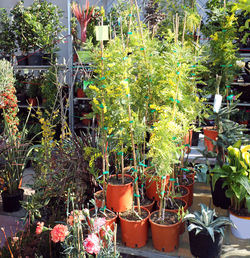 Potted plants in greenhouse